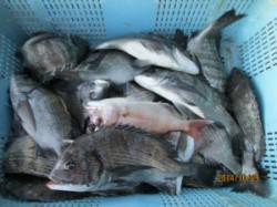 田井の筏、カセ　チヌ・サヨリ・グレなどの釣…