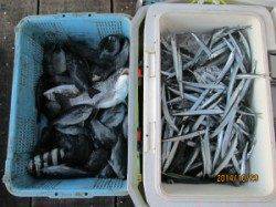 田井の筏、カセ　チヌ・サヨリ・グレなどの釣果