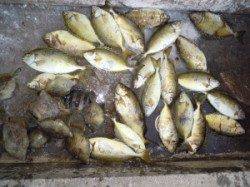 湯浅の磯・カルモ島　エギングでアオリイカ　磯でアイゴ好調！