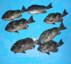 舞鶴田井磯　ハチノスに上がり、グレ30cmオーバーは3匹