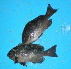 舞鶴田井磯　ハチノスに上がり、グレ30cmオーバーは3匹