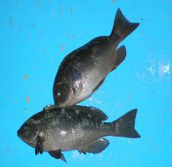 舞鶴田井磯　ハチノスに上がり、グレ30cm…