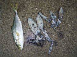 湯浅の磯　エギングでアオリイカ胴長27cm釣れました！