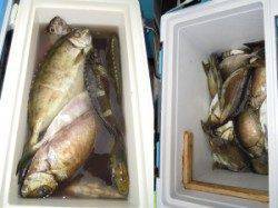 湯浅の磯・カルモ島でアイゴ1人で30匹、3人で60匹〜好調です！