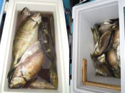 湯浅の磯・カルモ島でアイゴ1人で30匹、3…