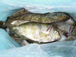 湯浅の磯・カルモ島でアイゴ1人で30匹、3人で60匹〜好調です！