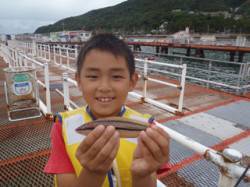 須磨海づり公園　お子様がシラサをエサにベラ…