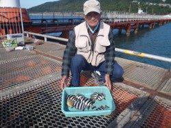 須磨海づり公園　サビキでサンバソウ&カワハギの釣果