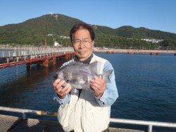 須磨海づり公園　マムシをエサにイシダイ34cm