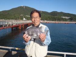 須磨海づり公園　マムシをエサにイシダイ34…