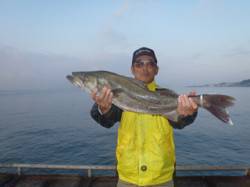 須磨海づり公園　シラサエビでスズキ73cm…