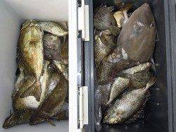 湯浅の磯　エギングでアオリイカ胴長25cmn680gまでを7ハイ