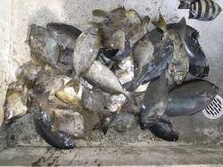 湯浅の磯　ヌカ切りでグレ・アイゴ二桁釣果で…