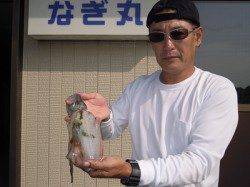 湯浅の磯　ヌカ切りでグレ・アイゴ二桁釣果でした