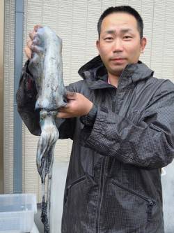 湯浅の磯　エギングでアオリイカ〜730g6…