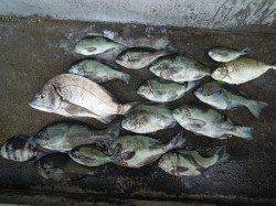 湯浅の磯　フカセ釣りでチヌ・グレ・アイゴ