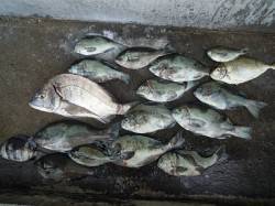 湯浅の磯　フカセ釣りでチヌ・グレ・アイゴ