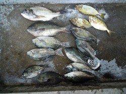 湯浅の磯　フカセ釣りでチヌ・グレ・アイゴ