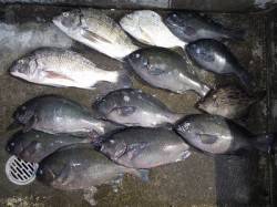 湯浅の磯で紀州釣り　グレ好釣です♫