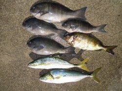 【16日】フカセでグレ・青物　〜湯浅の磯〜