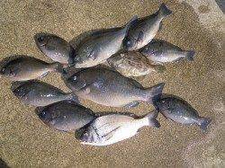 【16日】フカセでグレ・青物　〜湯浅の磯〜