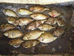 風が強い悪条件の中　フカセでアイゴ14匹