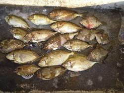 風が強い悪条件の中　フカセでアイゴ14匹