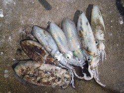 湯浅でエギング　アオリにコウイカも☆