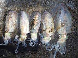 ヤエン仕掛けでアオリ5ハイ！湯浅の磯での釣果