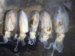 ヤエン仕掛けでアオリ5ハイ！湯浅の磯での釣…