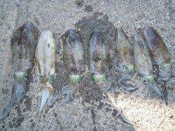 湯浅の磯でのヤエン　好釣！アオリ11ハイ