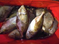 フカセでアイゴ22匹　餌は酒カスです