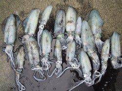 湯浅の磯でのエギング釣行　使用エギは2.5号