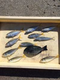 マリーナシティ海釣り公園 サビキでアジ・イワシ・グレ・カワハギ