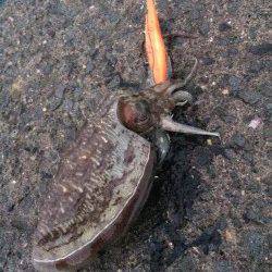 大阪方面にてエギング　雨が本降りになる中アオリイカとコウイカ