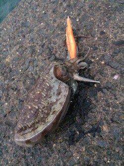 大阪方面にてエギング　雨が本降りになる中アオリイカとコウイカ