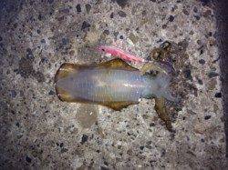 田辺・戎漁港周辺の河口でセイゴ狙い　夜明け前にはアオリイカも