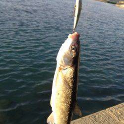 富田川河口の波止でライトゲーム　メッキのチェイス多数