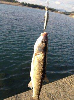 富田川河口の波止でライトゲーム　メッキのチェイス多数