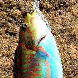 白浜でライトゲーム　ガシラやベラに加えカラフルな魚が色々釣れました