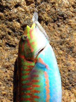 白浜でライトゲーム　ガシラやベラに加えカラフルな魚が色々釣れました