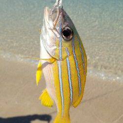 白浜でライトゲーム　ガシラやベラに加えカラフルな魚が色々釣れました