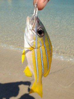 白浜でライトゲーム　ガシラやベラに加えカラフルな魚が色々釣れました