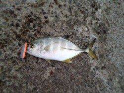 台風一過、田辺周辺河口へ　メッキはよく引き面白いです