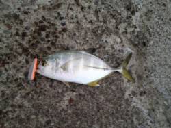 台風一過、田辺周辺河口へ　メッキはよく引き…