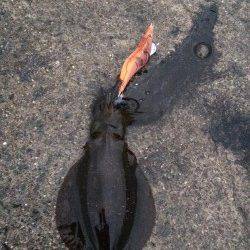 大阪方面にてエギング　雨が本降りになる中アオリイカとコウイカ