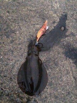 大阪方面にてエギング　雨が本降りになる中アオリイカとコウイカ