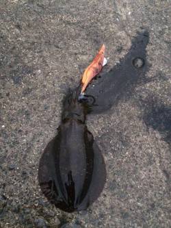 大阪方面にてエギング　雨が本降りになる中ア…