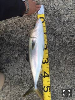 垂水一文字　スズメダイを餌に呑ませでハマチ…