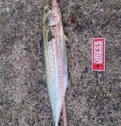 武庫川一文字でタチウオ・サゴシ　周りも含めて良く釣れていました